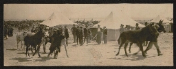 Les muletiers de Sion , premier escadron juif des temps modernes, camp de Gabbari (Alexandrie),  1915 ( Zion Mule Cops ZMC)