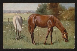 Carte postale représentant deux chevaux en couleur, datée de l'année 1933